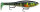 X-RAP PETO XRPT14 PEL