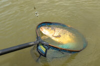 ICS INLINE DURA FLAT METHOD FEEDER - MINI 15G