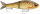 SUPER SHADOW RAP GLIDE 16 TRL